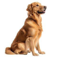 Side view of a golden Labrador Retriever dog sitting and looking up, cut out, isolated on a transparent background, no shadow.