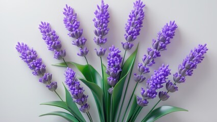 Obraz premium Isolated lavender flowers against a background, seen from the top