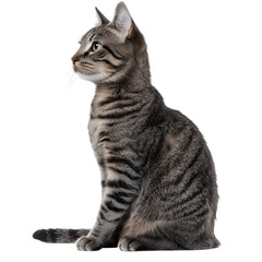 Side view of a grey tabby cat sitting, looking left, showing detailed fur pattern, cut out, isolated on a transparent background, no shadow
