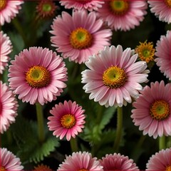 Fototapeta premium red and yellow chrysanthemum