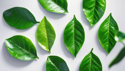 Naklejka premium Full depth of field citrus leaf, clipped and set against a white background