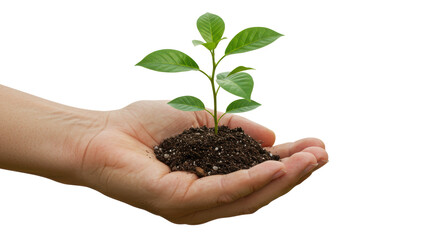 Isolated Hand Holding a Sapling