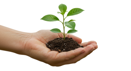 Isolated Hand Holding a Sapling