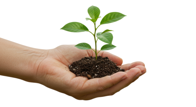 Isolated Hand Holding a Sapling