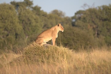 Lion in wild savanna , Animal of africa 