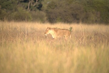 Lion in wild savanna , Animal of africa 