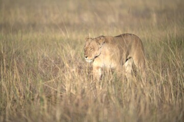 Lion in wild savanna , Animal of africa 