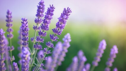 Obraz premium Detailed view of lavender flowers with a soft-focus background. Purple blossoms glimmering in sunlight. Field