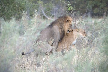 Lion in wild savanna , Animal of africa 