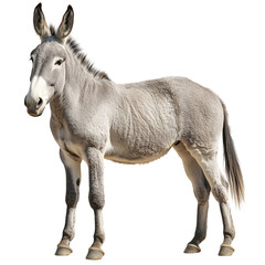 Obraz premium Side view of a light gray donkey with short fur and upright ears, standing calmly, cut out, isolated on a transparent background, no shadow.