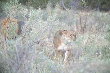 Lion in wild savanna , Animal of africa 