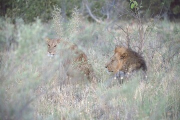 Lion in wild savanna , Animal of africa 