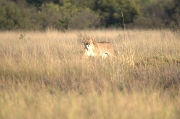 Lion in wild savanna , Animal of africa 
