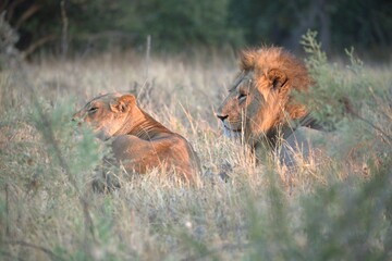 Lion in wild savanna , Animal of africa 