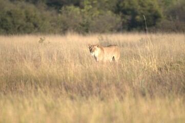 Lion in wild savanna , Animal of africa 