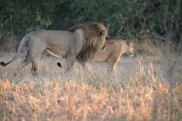 Lion in wild savanna , Animal of africa 