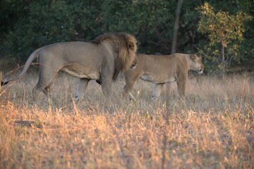 Lion in wild savanna , Animal of africa 