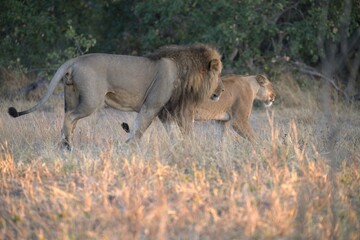 Lion in wild savanna , Animal of africa 
