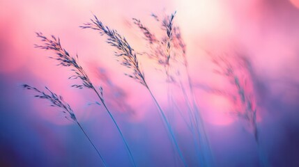 Fototapeta premium Dreamy grass blades against pastel sky