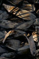 dry banana leaves