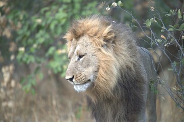 Lion in wild savanna , Animal of africa 