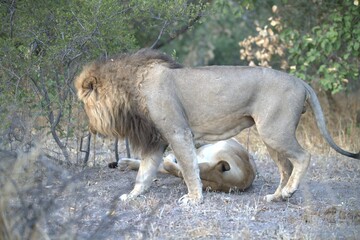 Lion in wild savanna , Animal of africa 