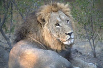 Lion in wild savanna , Animal of africa 