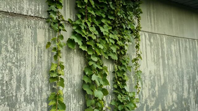 Lush Green Ivy Vines Climbing Weathered Concrete Urban Wall Texture