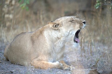 Lion in wild savanna , Animal of africa 