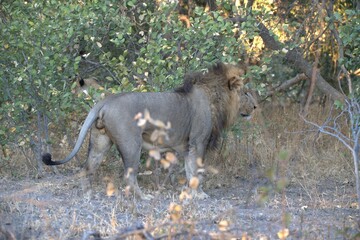 Lion in wild savanna , Animal of africa 