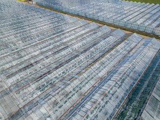 Top view of large greenhouses with visible plant rows inside, used for controlled agricultural production, surrounded by greenery on a farm