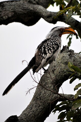 Hornbill
