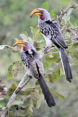 Hornbill