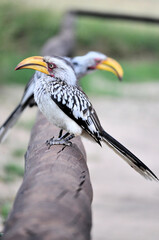 Hornbill 