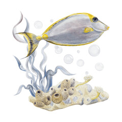 exotic fish , Rhinoceros fish orange-spined. Red Sea surgeon fish.Seabed. Reef with seaweed and corals. Sand with sea flowers and pebbles. Watercolor illustration. Hand drawing.