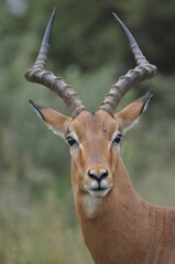 impala antelope in kruger national park