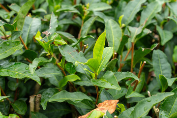 Tea plantations farm in Shizuoka Japan in a cloudy day