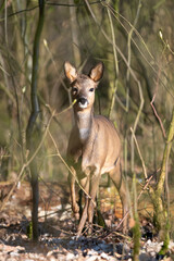 Deer in the forest