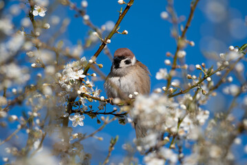 Sparrow on a blossoming tree