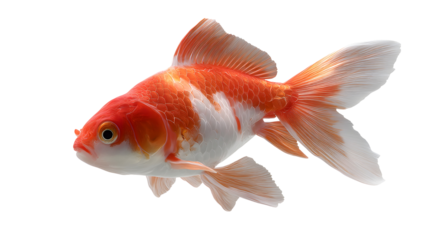 a beautiful goldfish