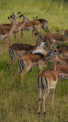 Impalas in Serengeti National Park in Tanzania