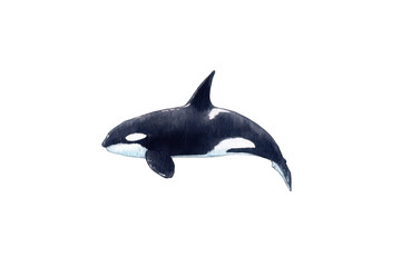 Obraz premium Watercolor orca, simple clipart on a white background, png, transparent