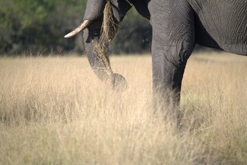 Elephant in wild savanna , Animal of africa