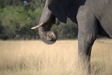 Elephant in wild savanna , Animal of africa