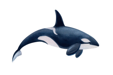Obraz premium Watercolor orca, simple clipart on a white background, png, transparent