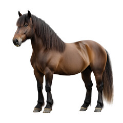 Obraz premium Side view of a brown horse, standing calmly, cut out, isolated on a transparent background, no shadow