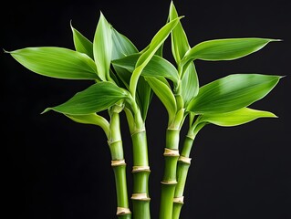 Obraz premium Vibrant Green Bamboo Plant Closeup Against Black Background