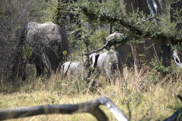 Elephant in wild savanna , Animal of africa