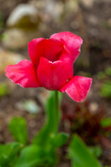 Vibrant pink tulip blooms amidst lush green foliage in a sunny spring garden