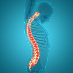 Spinal Cord Vertebral Column of Human Skeleton System Anatomy